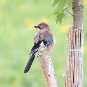 Eurasian Jay