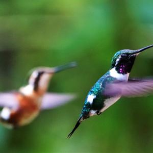 White-bellied Woodstar