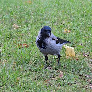 Hooded Crow