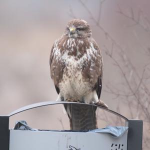 Common Buzzard