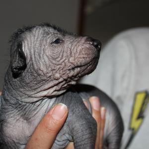 Xoloitzcuintli