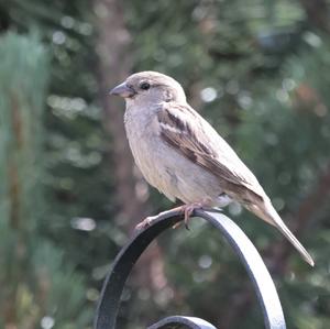 House Sparrow