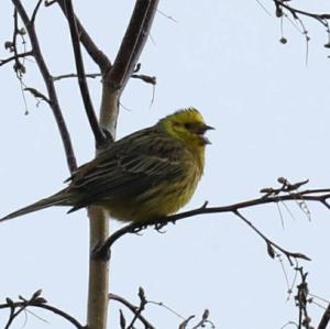 Yellowhammer