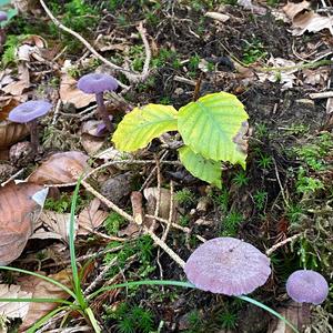 Amethystblauer Lacktrichterling