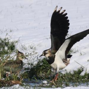 Northern Lapwing