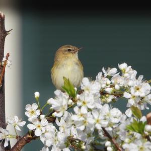 Common Chiffchaff