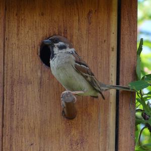 Eurasian Tree Sparrow