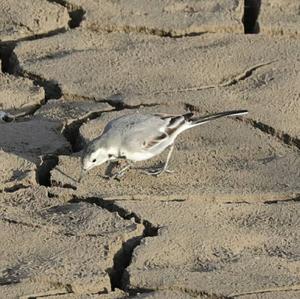 White Wagtail