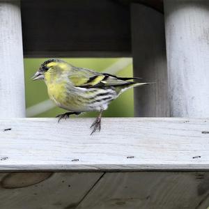 Eurasian Siskin