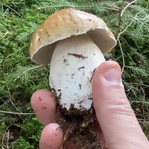 King Bolete