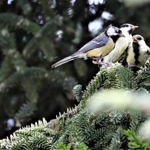 Great Tit