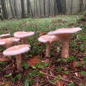 Unknown Species
