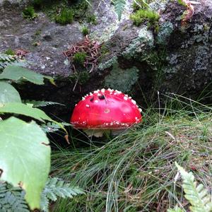 Fly Agaric