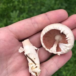 Meadow Agaric