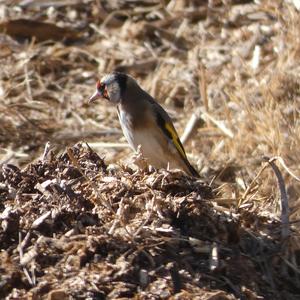 European Goldfinch