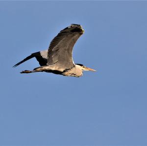 Grey Heron