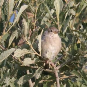 House Sparrow