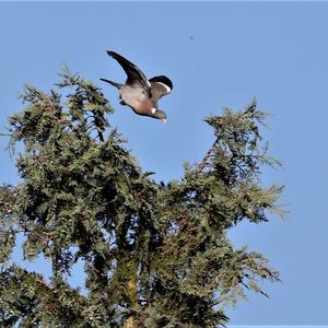 Common Wood-pigeon