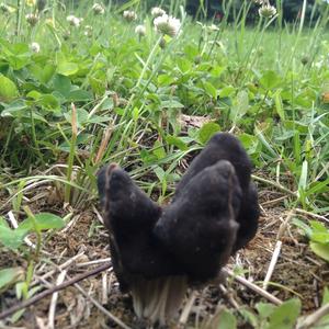 Fluted Black Helvella