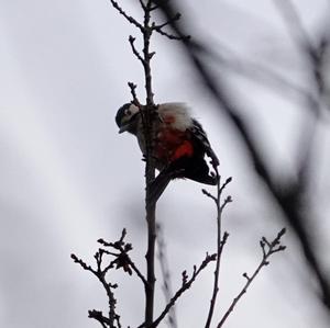 Great Spotted Woodpecker