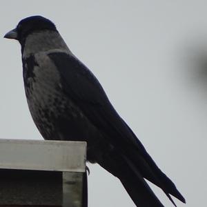 Hooded Crow