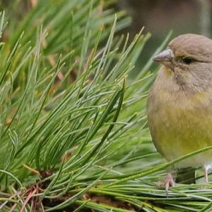 European Greenfinch