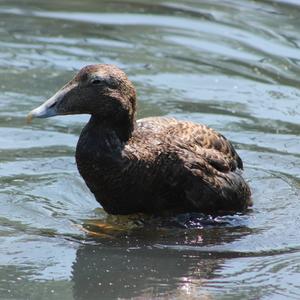 Common Eider