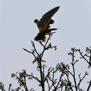 Common Kestrel