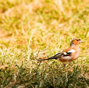 Eurasian Chaffinch