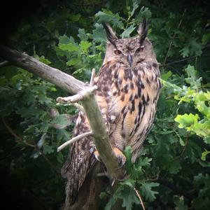 Eurasian Eagle-owl