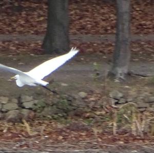 Great Egret