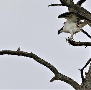 Osprey