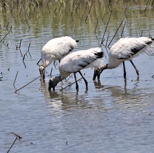 Wood Stork