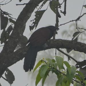 Greater Coucal