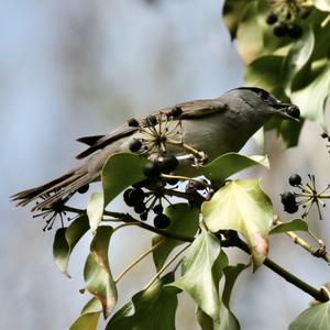 Blackcap