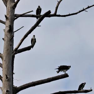 Osprey