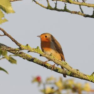 European Robin