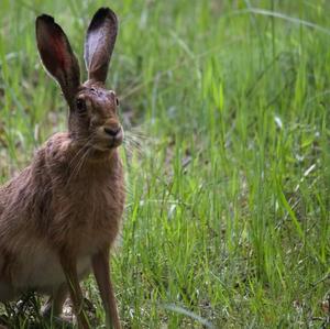 European Hare