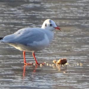 Black-headed Gull