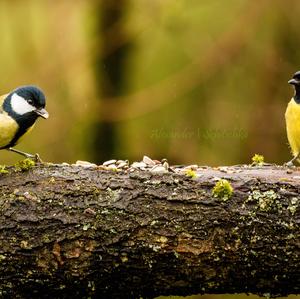 Great Tit