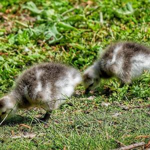 Barnacle Goose