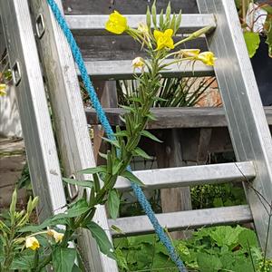 Large-flowered Evening-primrose