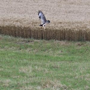 Common Buzzard