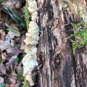 Hairy Parchment