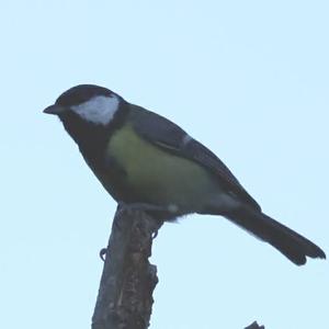 Great Tit