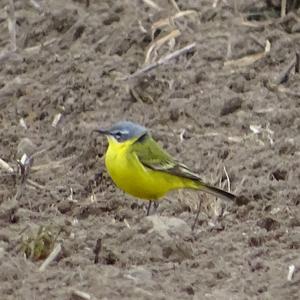 Yellow Wagtail