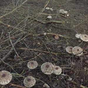 Parasol Mushroom