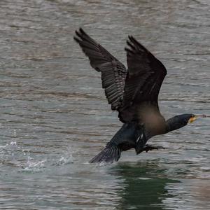 Great Cormorant