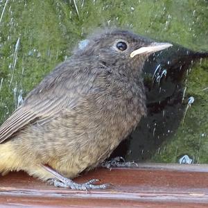 Black Redstart