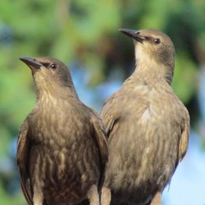 Common Grackle